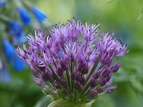 Allium sphaerocephalon  Allium sphaerocephalon,Geotagged,Germany,Round-headed Leek,Spring