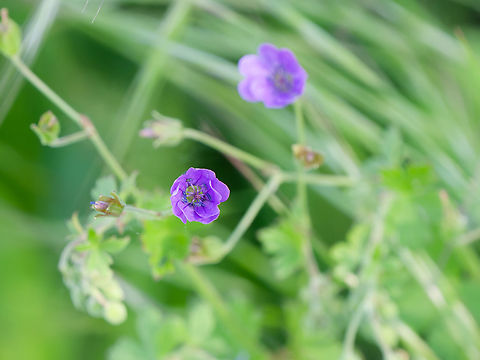 Geranium pyrenaicum  Geotagged,Geranium pyrenaicum,Germany,Hedgerow cranesbill,Spring