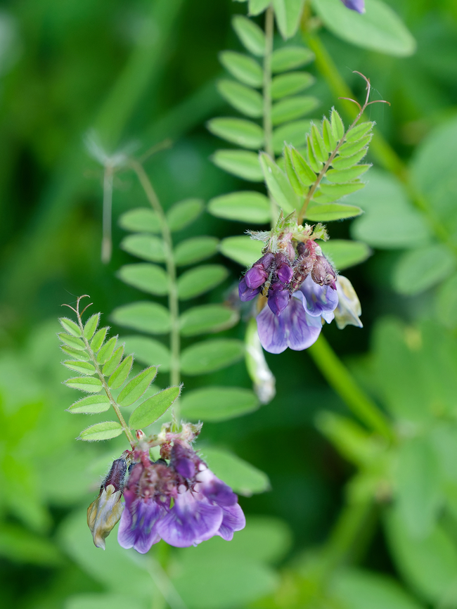 Vicia sepium  Bush Vetch,Geotagged,Germany,Spring,Vicia sepium