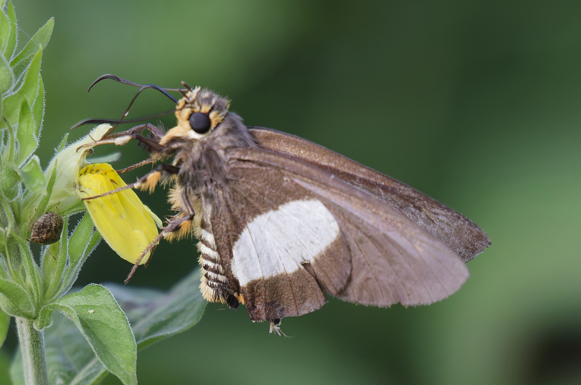 Coeliades forestan Uganda Entebbe Botanical Garden Coeliades forestan,Geotagged,Striped policeman,Summer,Uganda