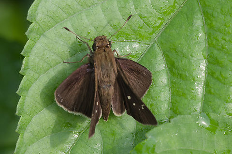 Borbo fatuellus in Uganda  Borbo fatuellus,Geotagged,Summer,Uganda