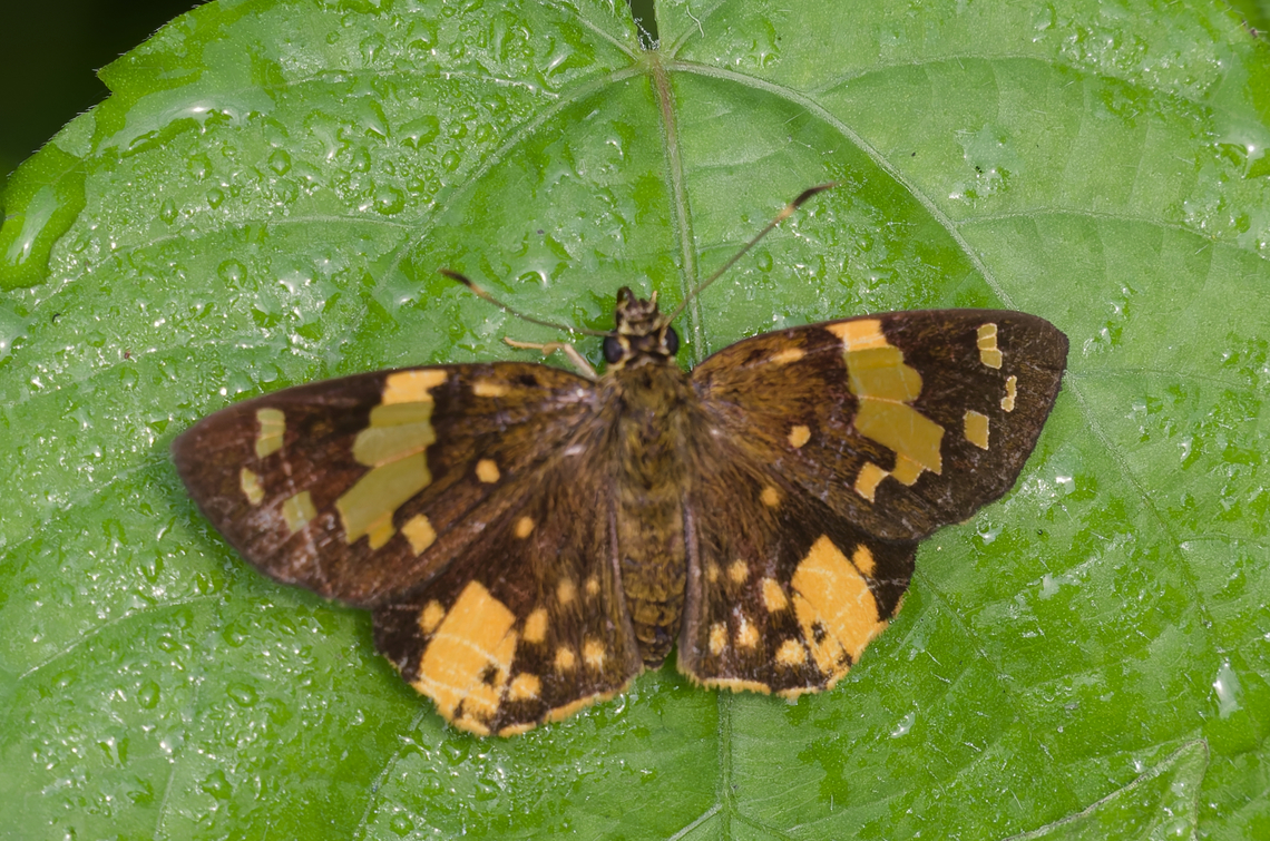 Apallaga galenus in Uganda Semliki National Park<br />
 Apallaga galenus,Common Small Sprite,Geotagged,Summer,Uganda