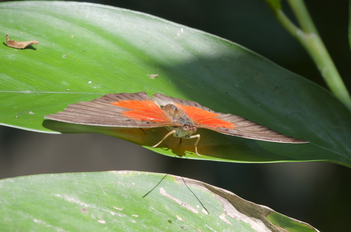 Cymothoe coccinata in Uganda Semliki National Park Cymothoe coccinata,Geotagged,Summer,Uganda