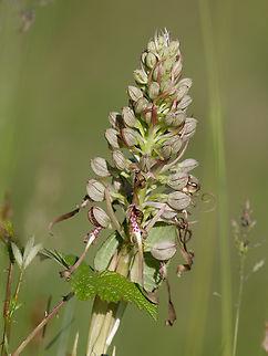 Himantoglossum hircinum  Geotagged,Germany,Himantoglossum hircinum,Lizard Orchid,Spring