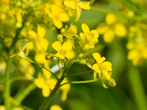 Bunias orientalis  Bunias orientalis,Geotagged,Germany,Spring