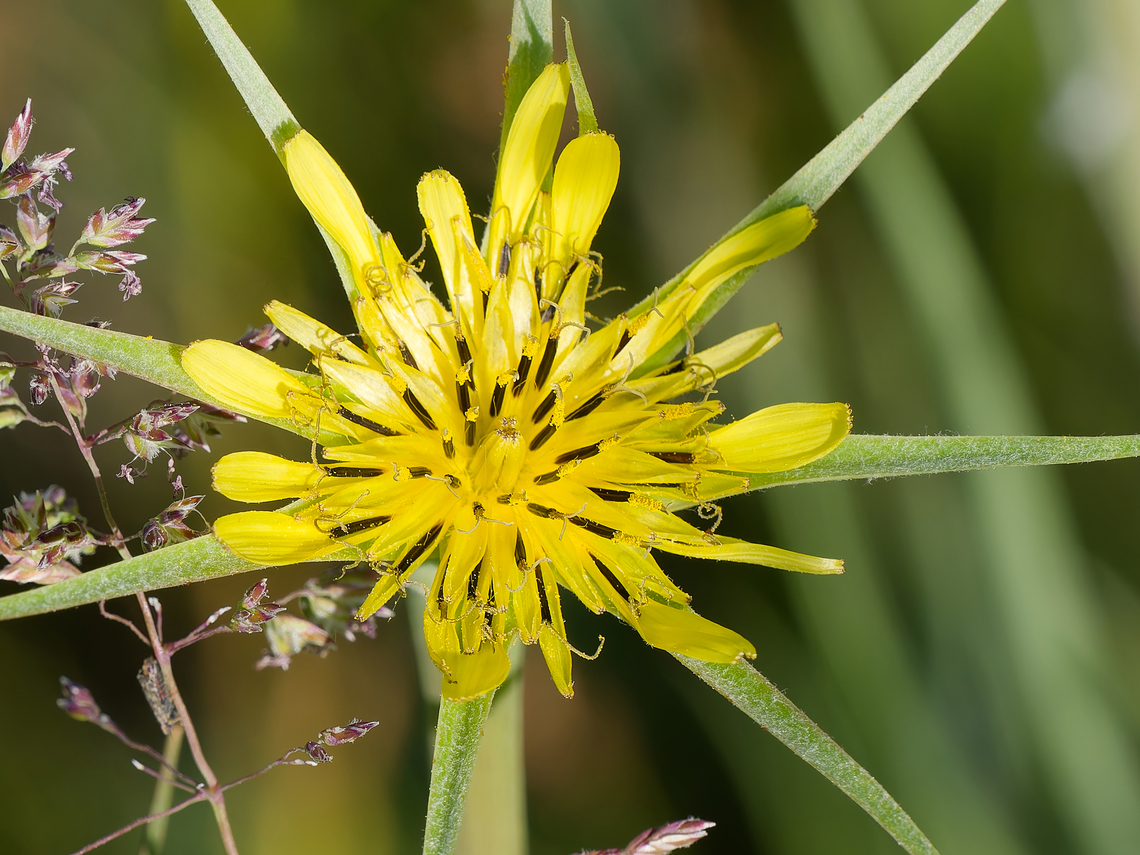 Tragopogon dubius  Geotagged,Germany,Spring,Tragopogon dubius,Western salsify