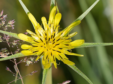 Tragopogon dubius  Geotagged,Germany,Spring,Tragopogon dubius,Western salsify