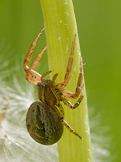 Xysticus lanio in Germany  Geotagged,Germany,Spring,Xysticus lanio
