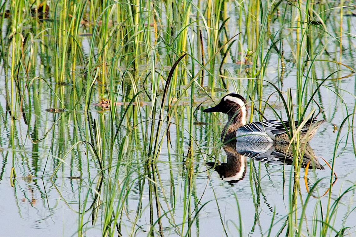 Garganey in India  Garganey,Geotagged,India,Spatula querquedula,Winter