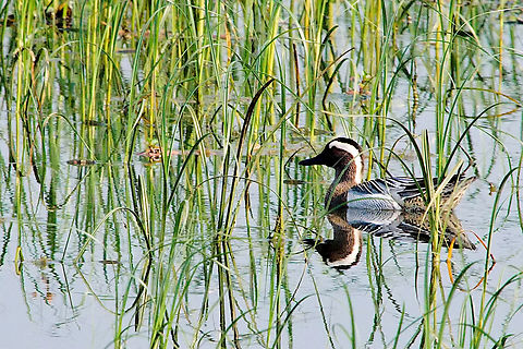 Garganey in India  Garganey,Geotagged,India,Spatula querquedula,Winter