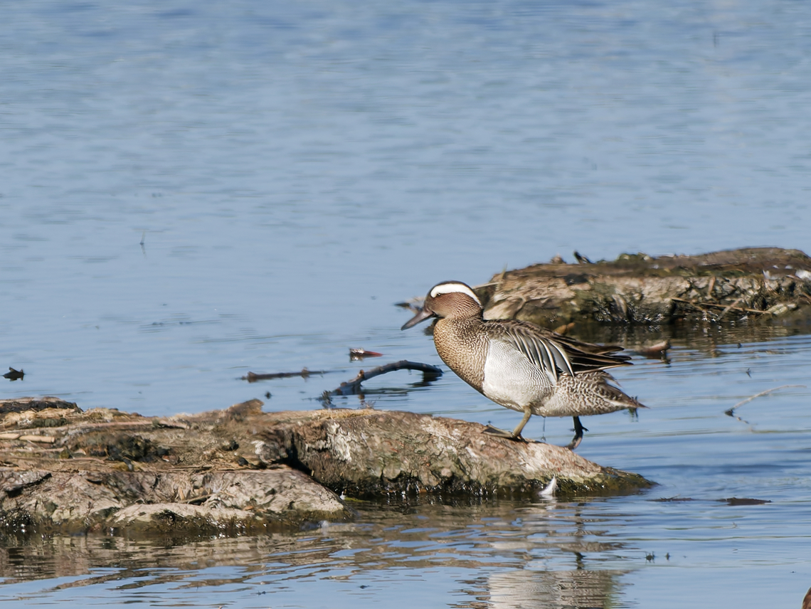 Spatula querquedula  Garganey,Geotagged,Germany,Spatula querquedula,Spring