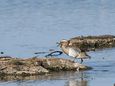 Spatula querquedula  Garganey,Geotagged,Germany,Spatula querquedula,Spring