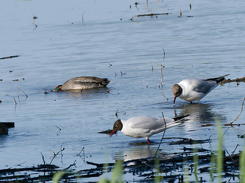 Anas crecca hiding away, while two Black-headed gull trying to find out what that Teal is looking at. Anas crecca,Eurasian Teal,Geotagged,Germany,Spring