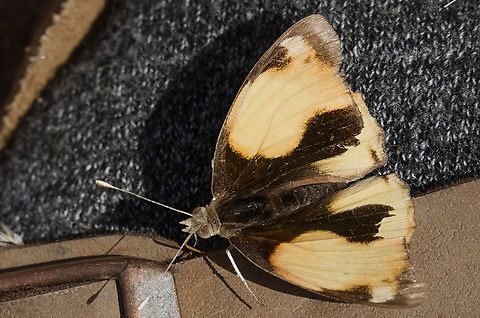 Junonia hierta in Uganda  Geotagged,Junonia hierta,Summer,Uganda,Yellow Pansy