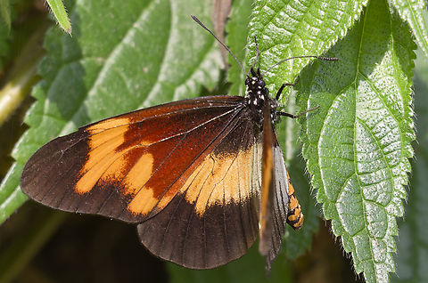 Telchinia toruna in Uganda cp. https://nl.wikipedia.org/wiki/Telchinia_toruna Geotagged,Telchinia toruna,Uganda,Winter