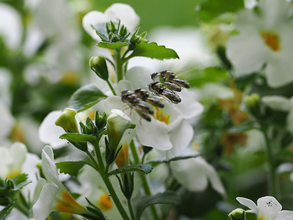 Focusstacking Artifact just a technical  remark. Focus stacking in near-range photography is well-known technology. Here just while exposing the stack an intruder finds its way into the target. Geotagged,Germany,Spring