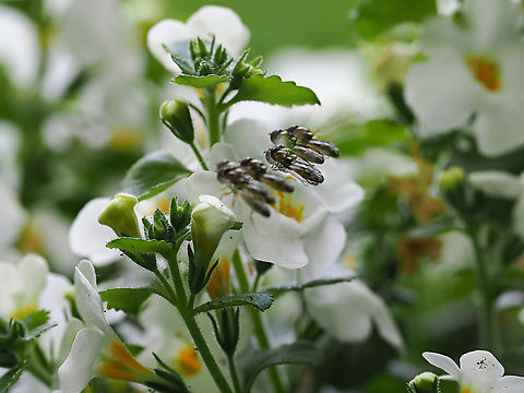 Focusstacking Artifact just a technical  remark. Focus stacking in near-range photography is well-known technology. Here just while exposing the stack an intruder finds its way into the target. Geotagged,Germany,Spring