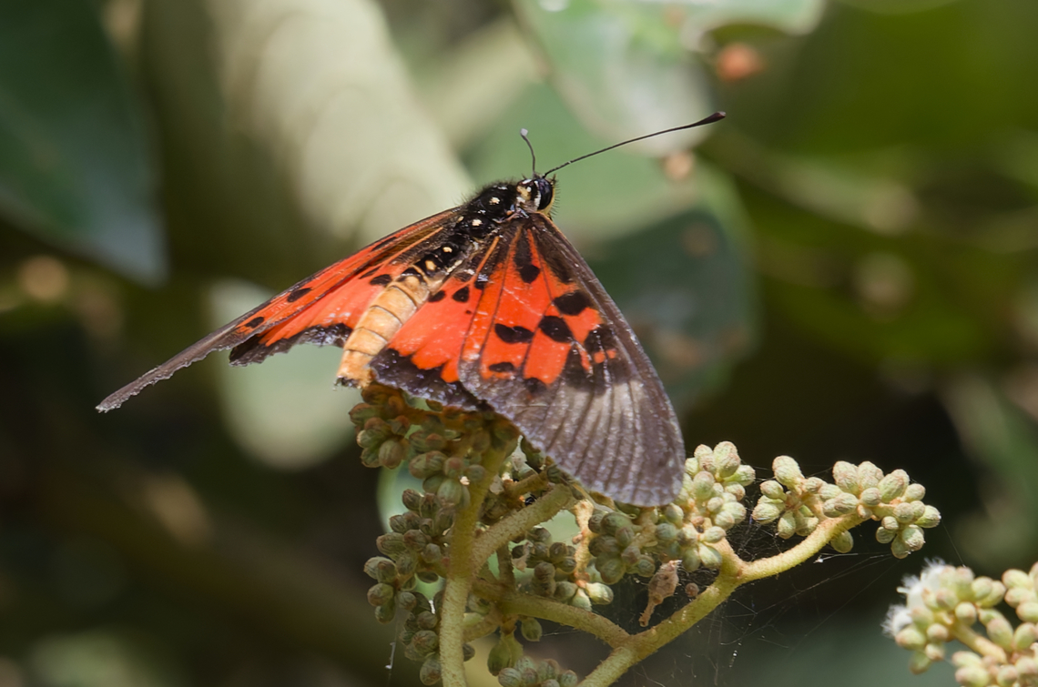 Rubraea egina cp. <a href="https://nl.wikipedia.org/wiki/Rubraea_egina" rel="nofollow">https://nl.wikipedia.org/wiki/Rubraea_egina</a> Geotagged,Rubraea egina,Summer,Uganda