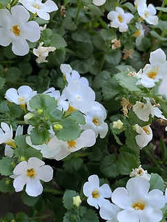 Sutera_cordata  Chaenostoma  cordatum,Chaenostoma cordatum,Geotagged,Germany,Spring