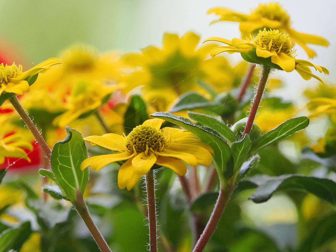 Sanvitalia procumbens  Geotagged,Germany,Sanvitalia procumbens,Spring