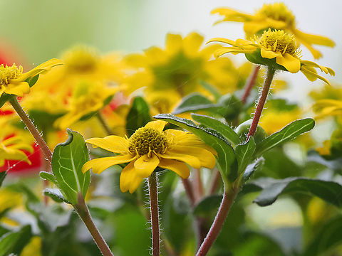 Sanvitalia procumbens