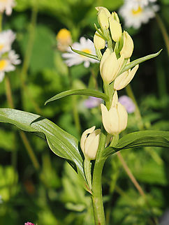 Cephalanthera damasonium Orchid, came by itself, not planted by a person, several years already there and spreads.
focus-stacked photography Cephalanthera damasonium,Geotagged,Germany,Spring,White Helleborine