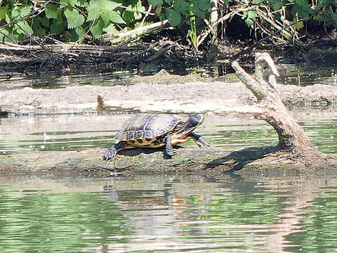 Trachemys scripta  Geotagged,Germany,Red Eared Slider Turtle,Spring,Trachemys scripta