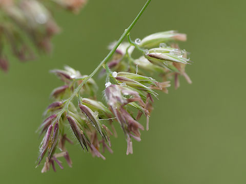 Dactylis glomerata some detail Dactylis glomerata,Geotagged,Germany,Orchard Grass,Spring