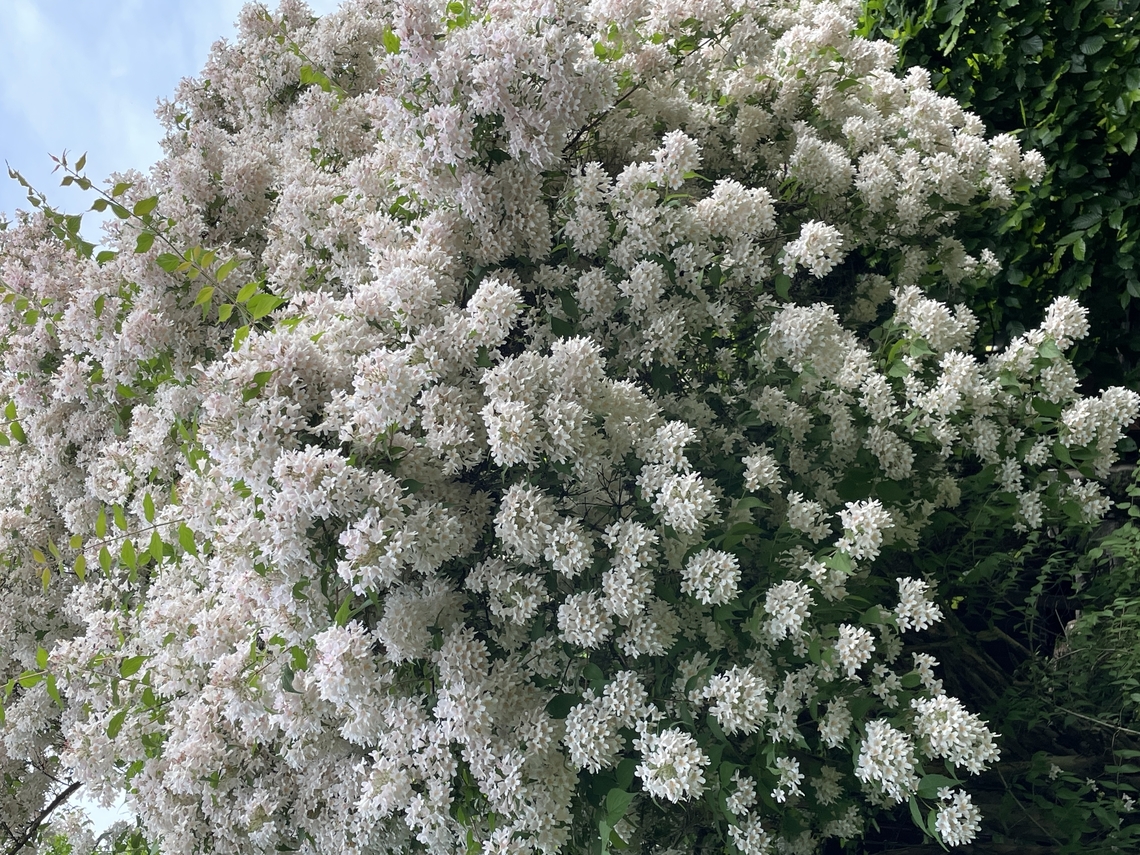 Kolkwitzia amabilis Kollwitzie Beauty bush,Geotagged,Germany,Kolkwitzia amabilis,Spring