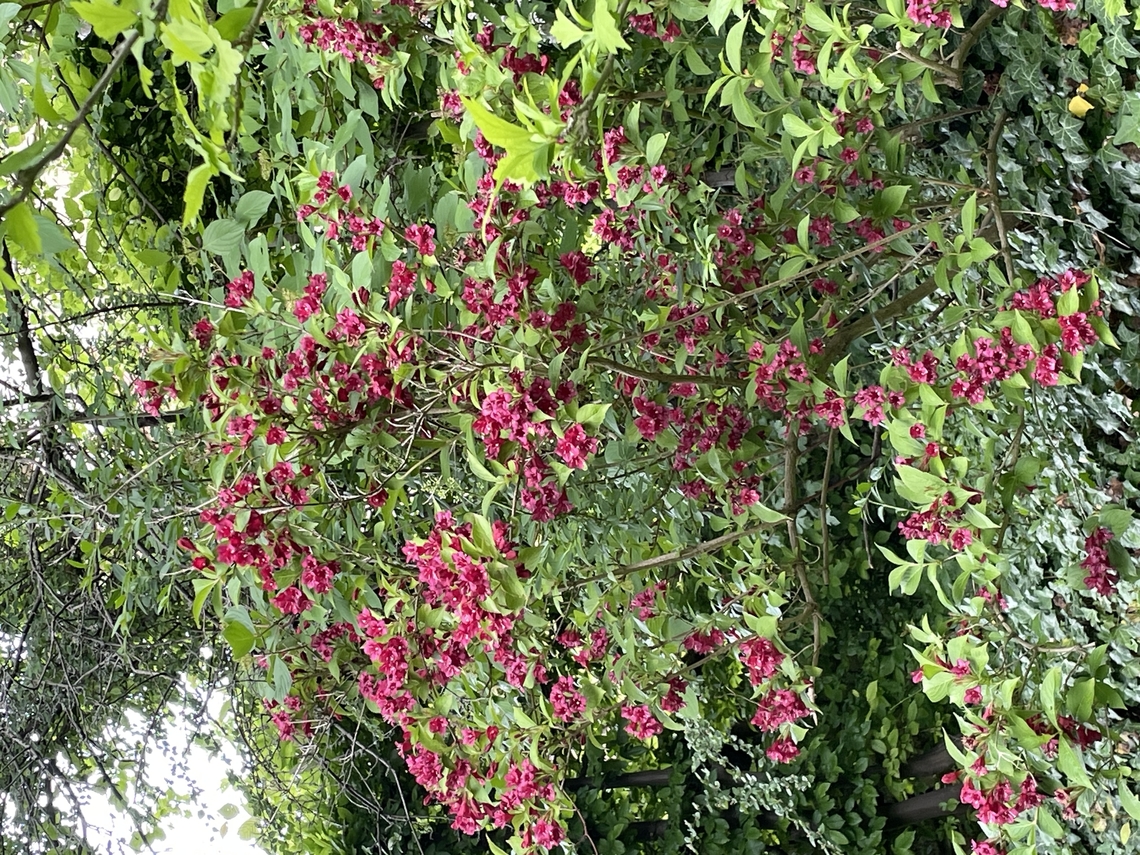 Weigela florida  Early weigela,Geotagged,Germany,Spring,Weigela florida