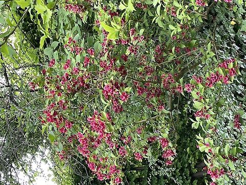 Weigela florida  Early weigela,Geotagged,Germany,Spring,Weigela florida