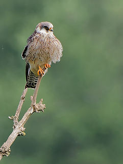 Falco vespertinus  Falco vespertinus,Geotagged,Germany,Red-footed falcon,Spring