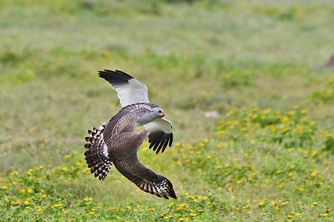 Pale Chanting Goshawk Adult practising flying manoeuvres with the young one Fall,Geotagged,Melierax canorus,Namibia,Pale chanting goshawk
