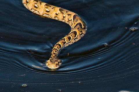 Bitis arietans swimming following the boat in the water, approaching ... Bitis arietans,Botswana,Fall,Geotagged,Puff adder