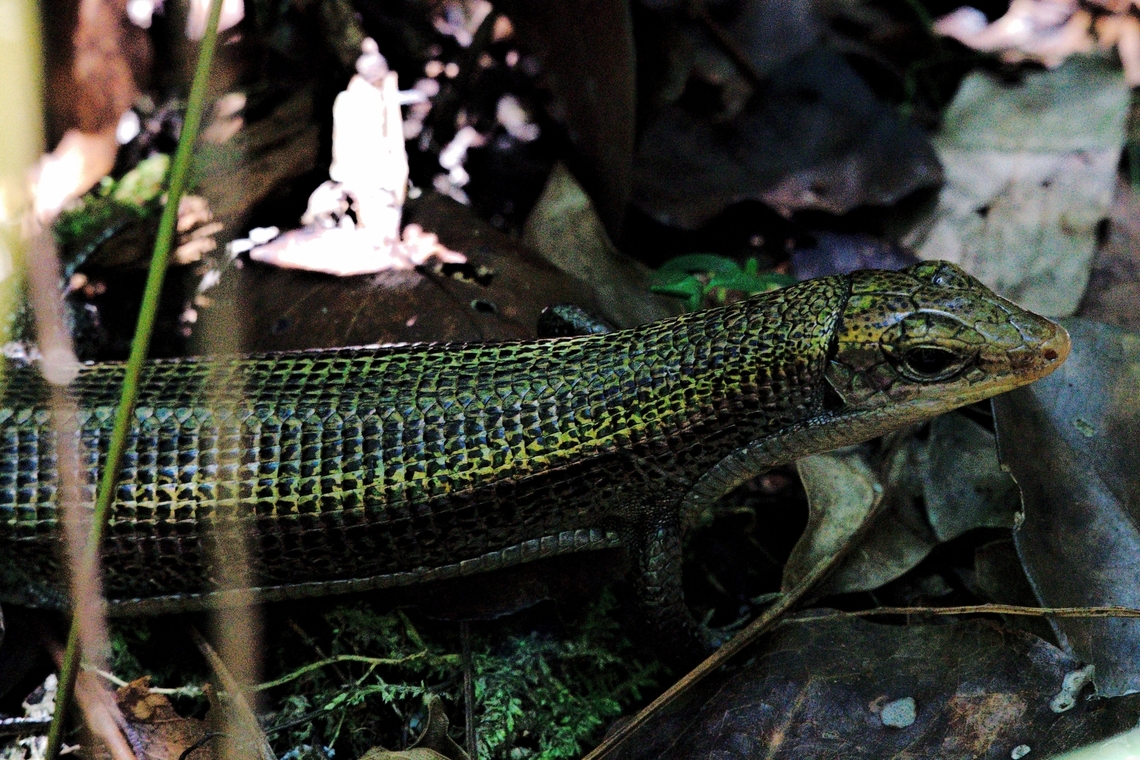 Zonosaurus haraldmeieri  Geotagged,Madagascar,Spring,Zonosaurus haraldmeieri