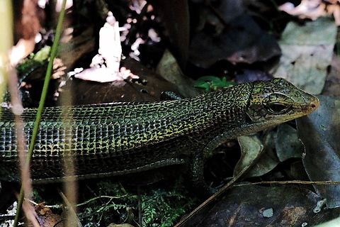 Zonosaurus haraldmeieri  Geotagged,Madagascar,Spring,Zonosaurus haraldmeieri