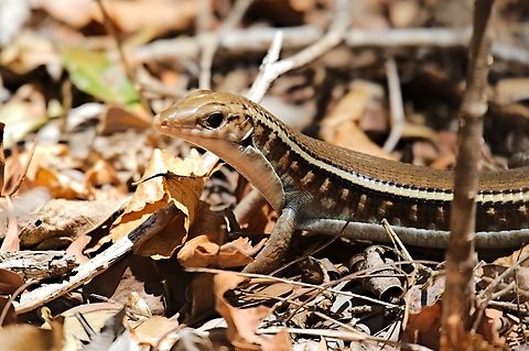 Zonosaurus Karsteni just nicer portrait Geotagged,Karsten's Girdled Lizard,Madagascar,Spring,Zonosaurus karsteni