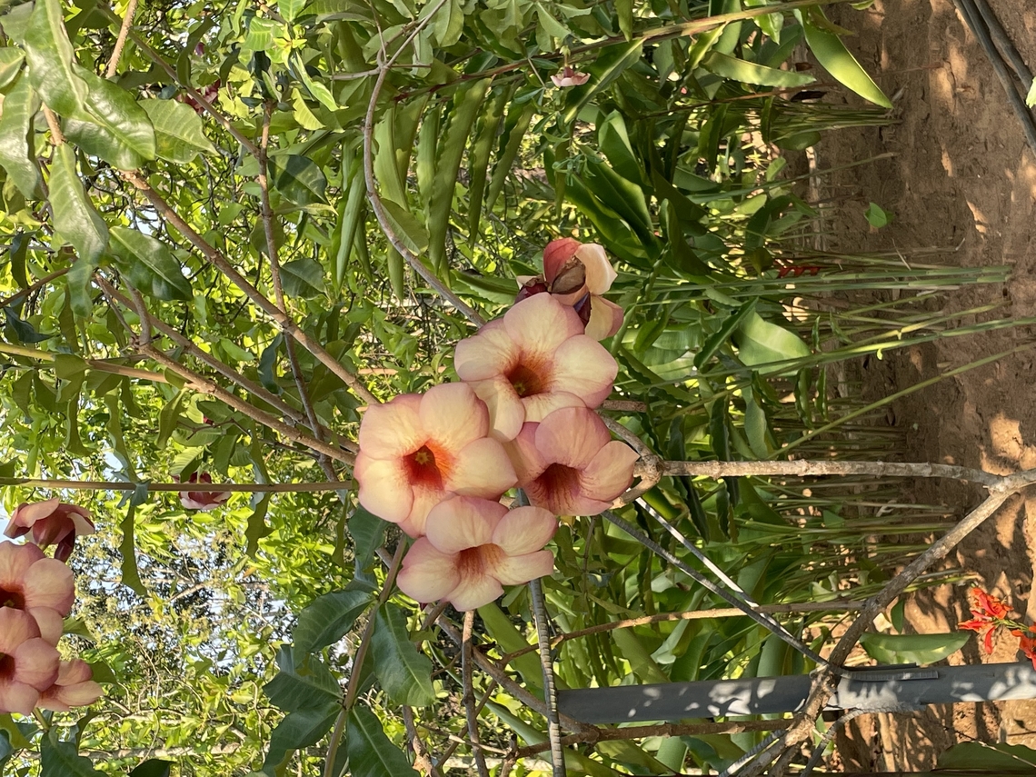 Allamanda blanchetii in Angola  Allamanda blanchetii,Angola,Geotagged,Purple Allamanda