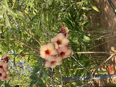 Allamanda blanchetii in Angola  Allamanda blanchetii,Angola,Geotagged,Purple Allamanda