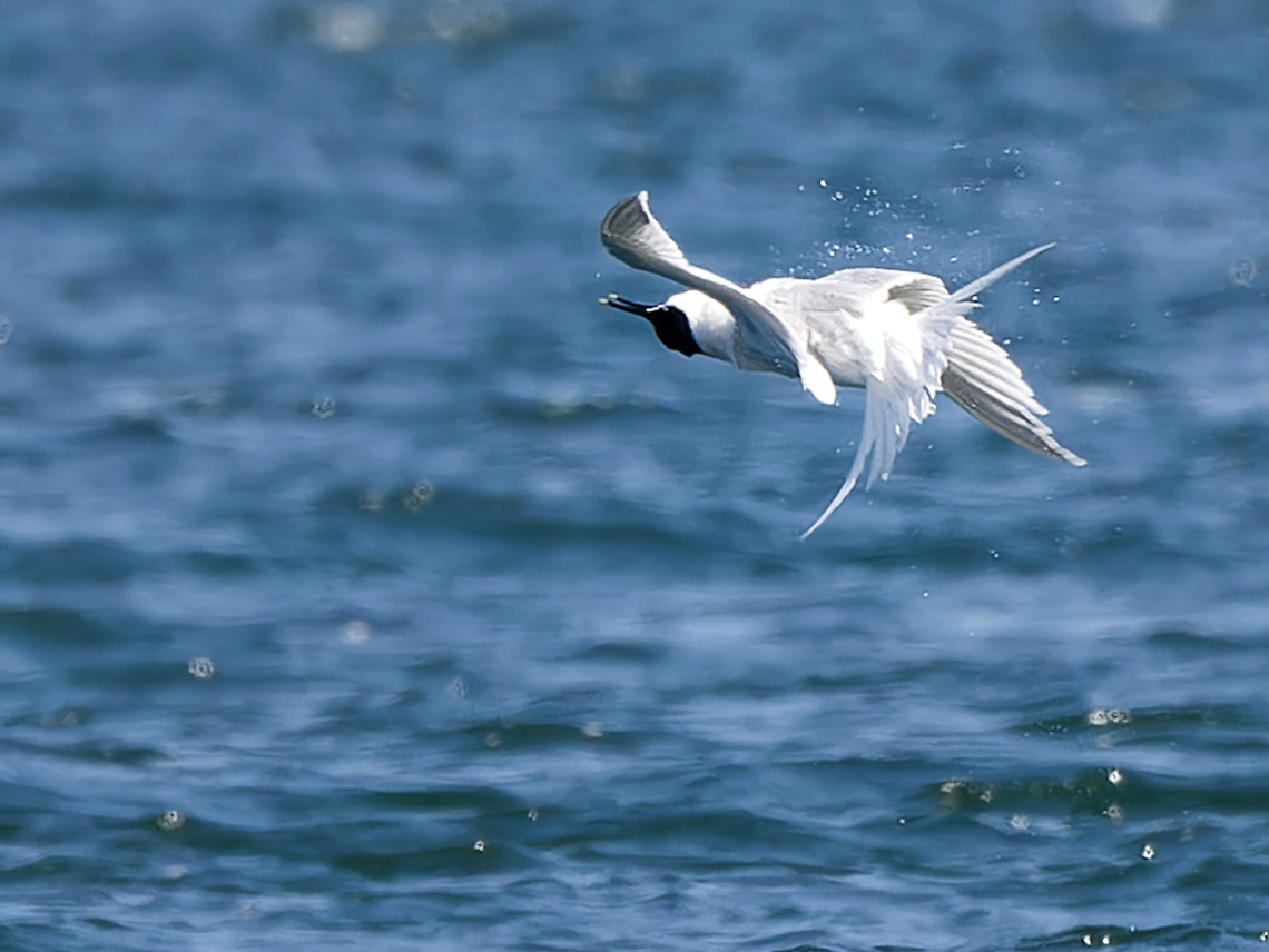 Thalasseus sandvicensis giving flight show displaying for someone Geotagged,Germany,Sandwich tern,Spring,Thalasseus sandvicensis