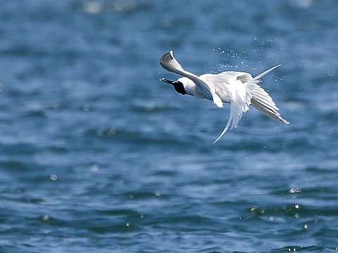 Thalasseus sandvicensis giving flight show displaying for someone Geotagged,Germany,Sandwich tern,Spring,Thalasseus sandvicensis