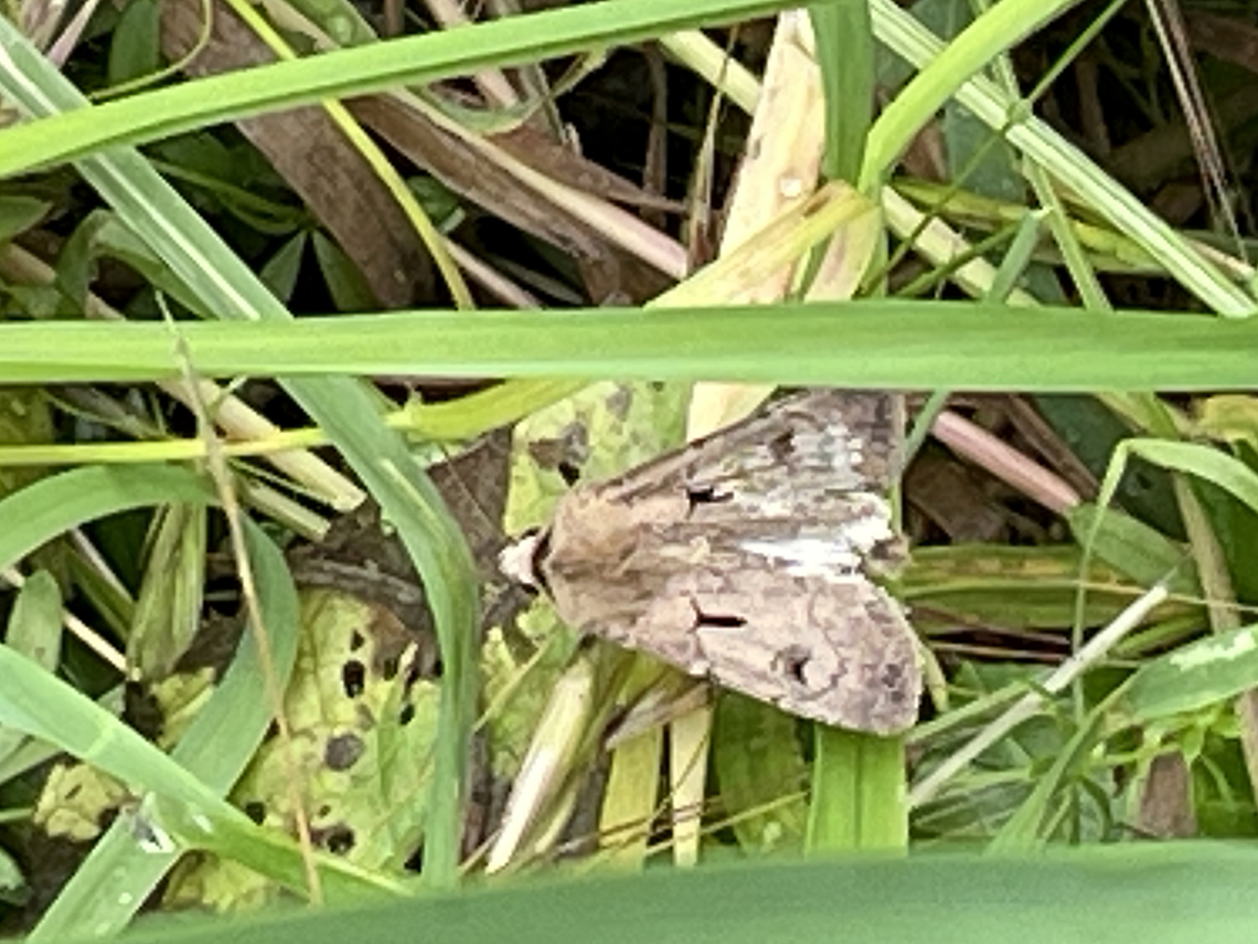 agrotis exclamationis Exclamation mark (german: Ausrufungszeichen)<br />
sorry, just with the phone :(<br />
chasing for grabbing camera: gone :( Seen twice flying, hiding, no success :(:( Agrotis exclamationis,Geotagged,Germany,Heart and Dart,Spring