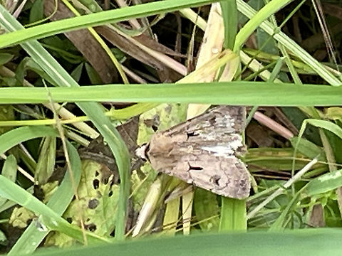 agrotis exclamationis Exclamation mark (german: Ausrufungszeichen)
sorry, just with the phone :(
chasing for grabbing camera: gone :( Seen twice flying, hiding, no success :(:( Agrotis exclamationis,Geotagged,Germany,Heart and Dart,Spring