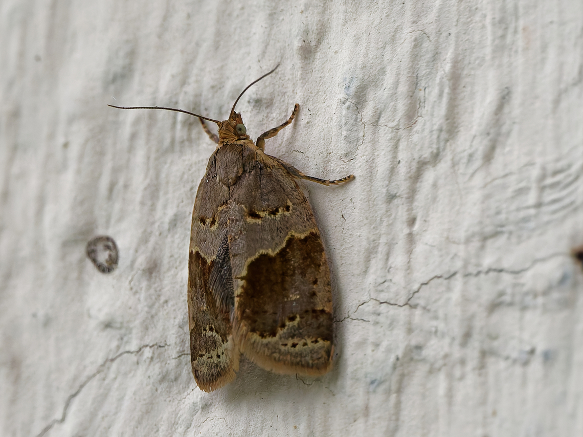 Clepsis dumicolana  Clepsis dumicolana,Geotagged,Germany,Spring