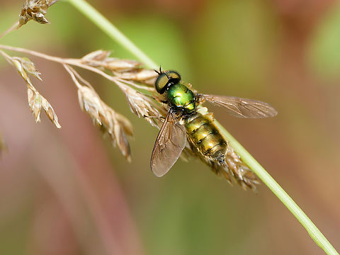 Chloromyia formosa  Broad Centurion Fly,Chloromyia formosa,Common blue damselfly,Enallagma cyathigerum,Geotagged,Germany,Spring