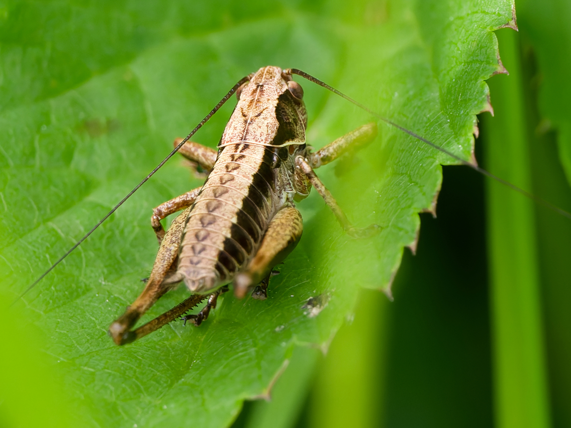 pholidoptera griseoaptera  Dark bush-cricket,Geotagged,Germany,Pholidoptera griseoaptera,Spring