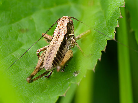 pholidoptera griseoaptera  Dark bush-cricket,Geotagged,Germany,Pholidoptera griseoaptera,Spring