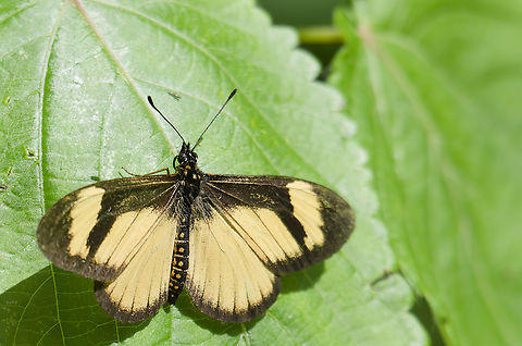 Telchinia disjuncta cp. https://nl.wikipedia.org/wiki/Telchinia_disjuncta Disjunct Amber,Geotagged,Summer,Telchinia disjuncta,Uganda