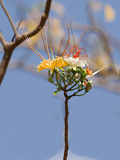 Delonix elata  Delonix elata,Geotagged,Kenya,Summer
