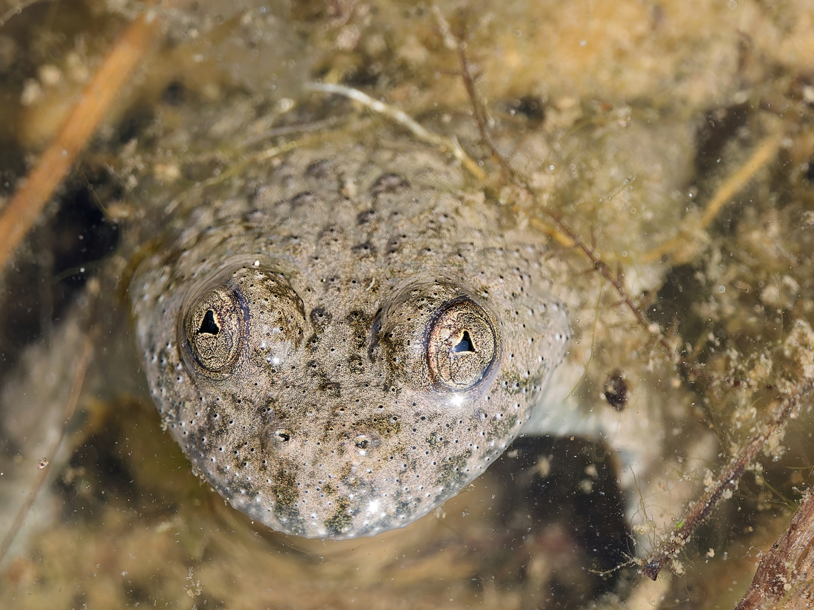 Bombina variegata Close-up for the eyes Bombina variegata,Geotagged,Germany,Spring,Yellow-bellied toad